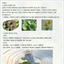 대도시 근교에서 산채나물인 곰취나물 키우는 방법입니다. 이미지