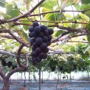 포도나무 이미지