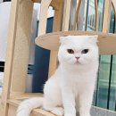 설렘고양이카페 이미지