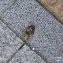 참미소약국 | 100인의아빠단 미션후기 : 일상미션2 함께 걷고 함께 나누는 등하원 소통 미션