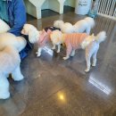 도그애견 네이버블로그