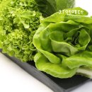 샐러드야 이미지