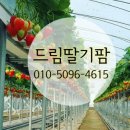 딸기팜