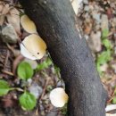 버섯공감 5차 버섯탐사(유명산) 이미지