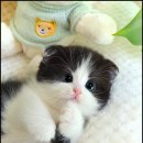 더 반려 강아지분양 고양이분양 잠실본점 이미지