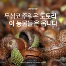 도토리 이미지