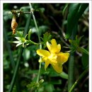 Jasmin7