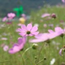 경남 하동군 북천면 북천역사내 ...코스모스축제 이미지