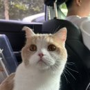 올림픽동물의료센터 | 고양이 동물병원 건강검진 올림픽동물의료센터 내돈내산 후기