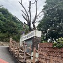 수원시 팔달구 행궁로84번길 | 수원카페 감성적인 분위기의 카페베시노 몬타나점 방문 후기