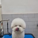 몽슈피스 이미지