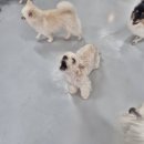 뽀르몽 | 급하게 강아지 맡겨야 할 때, 천안 불당동 '쉬다가개 애견호텔유치원' 후기