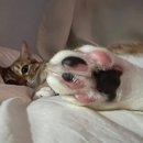 꼬순내 이미지