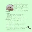 [#1173] 민이(양측 슬개골탈구 G3)의 수술후기
