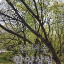 7/26(토)함양 상림숲, 개평한옥마을, 남계서원, 용추폭포, 화림동계곡 역사여행공지 이미지