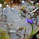 들꽃카페 이미지