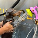 유폴24시 애견셀프목욕 이미지