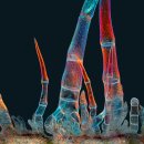 KJ MEMBERS 이미지