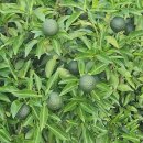 드론팟 주식회사 | 고흥 여행 직접 먹고 온 현지인 맛집 BEST 3