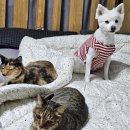 엠에스그루밍 이미지