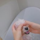 꼼꼼하개 이미지