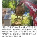 신월동035 | 양천구미니포크레인 나무심고 정화조묻고 배관관로매설한 실제작업후기(허니미니중기)