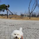 충청남도 홍성 반려견 동반 당일치기 여행후기(토요일은밥이좋아 따라 여행)-220402