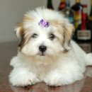 서울송파/꼬똥 드 뚤레아(Coton De Tulear)/♀ 이미지