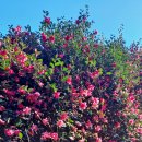 호근동-6 이미지