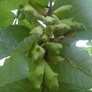 천초한의원 이미지