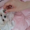 돼지프린스 이미지