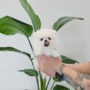 멍냥스타 강아지분양 고양이분양 이미지