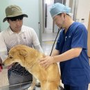 진도개메디컬센터 이미지
