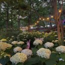 경남 진주 월아산 숲속의진주 수국 명소 개화상황 주차장 : 파스텔빛 정원이 펼쳐지는 여름 산책