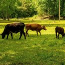 마일목장 이미지