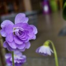 플로리안 이미지