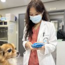 애니케어 동물병원 수유점 | 수유24시동물병원 강아지 귀청소, 집에서 해도 괜찮을까요?