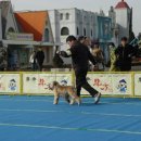 클라라 애견 이미지