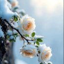 정(情) - 사랑과 이미지