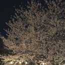 [창원/마산] 밤벚꽃이 이쁜 곳 벚꽃 카페 야경명소, 브라운핸즈 마산점
