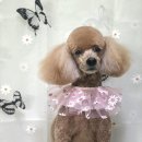 심쿵펫샵 네이버블로그