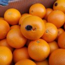 싱싱과일야채 이미지