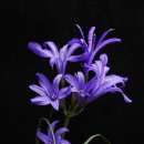 웃어야 웃을 일 이미지