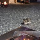 벤자민 | 논산 벤자민펜션 글램핑 후기 | 봄 캠핑 추천 바베큐·별보기