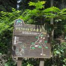 편백나무숲 이미지