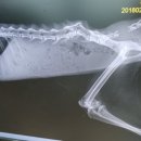 아산동물의료센터 이미지