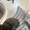 멍냥살롱 이미지