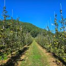 (주)황금농장 | [공지] 가을을 닮은 황금빛 사과 시나노골드 출하합니다