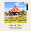 가을국화 | 2025 함평 국향대전 후기 전남 가을 국화축제 가볼만한곳