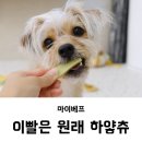 도기그룸 | 강아지 치석제거를 위한 간식 / 마이베프 이빨은 원래 하얗츄